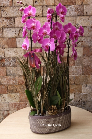 Özel Seri - Mor Rengi Orkide Tasarımı